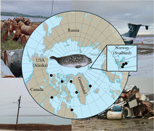 Graphical abstract: Do Arctic local sources of pollution influence the exposure of ringed seals (Pusa hispida) analyzed in contaminant monitoring programs?