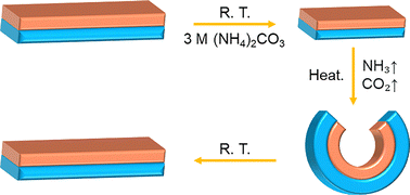 Graphical abstract: Actuation of bilayer hydrogels via a cross-stimuli chemical reaction network
