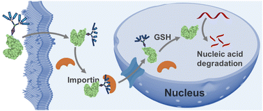 Graphical abstract: Nucleus-targeted protein delivery via lysine dendron conjugation