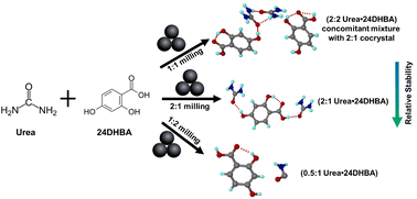 Graphical abstract: Beyond serendipity: uncovering novel ratiometric urea·24DHBA cocrystals through mechanochemistry and MicroED