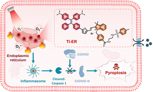 Graphical abstract: An endoplasmic reticulum-targeted NIR-II type I AIE photosensitiser for triggering pyroptosis