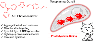 Graphical abstract: An AIE photosensitizer with type I/II ROS generation for photodynamic therapy of toxoplasmosis