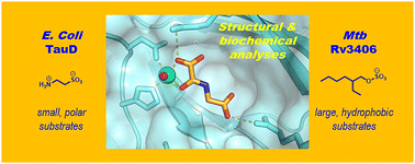 Graphical abstract: Structural remodelling of the 2OG oxygenase Rv3406 enables sulfur-scavenging in Mycobacterium tuberculosis