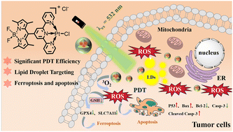 Graphical abstract: A lipid droplet-targeted Pt(ii) complex enables photoinduced ferroptosis and apoptosis against cisplatin-resistant cells