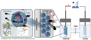 Graphical abstract: A mediator-free enzyme carbonaceous cathode for bioelectrocatalytic reduction of furfural to furfuryl alcohol