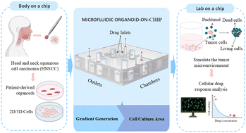 Graphical abstract: Dual-channel six-step linear concentration gradient microfluidic chip for orthogonal combination drug screening in head and neck tumor cells