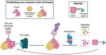 Graphical abstract: Razing the scaffolding: the elimination of non-catalytic functions of kinases through targeted protein degradation