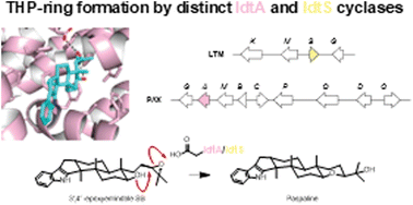 Graphical abstract: An overlooked cyclase plays a central role in the biosynthesis of indole diterpenes