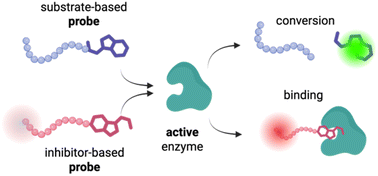 Graphical abstract: Chemical probes for enzyme imaging: challenges in design, synthesis and biomedical applications