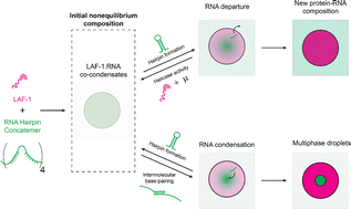 Graphical abstract: Nonequilibrium phases of a biomolecular condensate facilitated by enzyme activity