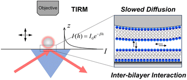 Graphical abstract: Lipid bilayer-mediated spatiotemporal correlation between near-wall confined motion of micro-carriers