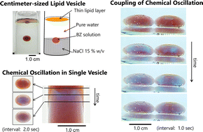 Graphical abstract: Ultra-giant lipid vesicles functioning as a centimeter-sized smart chemical reactor