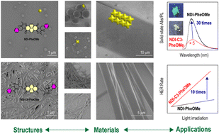 Graphical abstract: Unveiling morphology evolution and key intermediates in the self-assembly of amino acid-naphthalene diimide triads