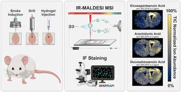 Graphical abstract: Lipidomic signatures of CNS ischemic injury and their modulation by immunomodulatory hydrogels