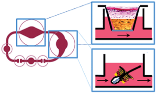 Graphical abstract: Skin and hair on-a-chip: in vitro skin models versus ex vivo tissue maintenance with dynamic perfusion