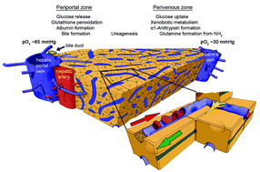 Graphical abstract: Chip-based liver equivalents for toxicity testing – organotypicalness versus cost-efficient high throughput