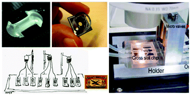 Graphical abstract: Workshop meeting report Organs-on-Chips: human disease models