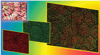 Graphical abstract: Liver-cell patterning Lab Chip: mimicking the morphology of liver lobule tissue