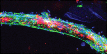 Graphical abstract: Three-dimensional co-cultures of human endothelial cells and embryonic stem cell-derived pericytes inside a microfluidic device