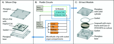 Graphical abstract: Body-on-a-chip simulation with gastrointestinal tract and liver tissues suggests that ingested nanoparticles have the potential to cause liver injury