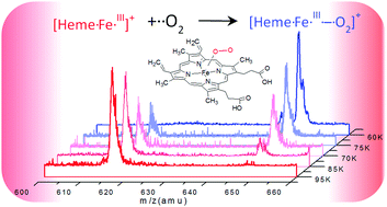 Graphical abstract: Bonding of heme FeIII with dioxygen: observation and characterization of an incipient bond
