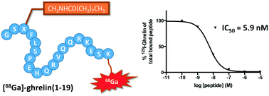 Graphical abstract: Development of a [68Ga]-ghrelin analogue for PET imaging of the ghrelin receptor (GHS-R1a)
