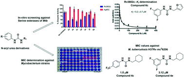 Graphical abstract: Biochemical and microbiological evaluation of N-aryl urea derivatives against mycobacteria and mycobacterial hydrolases
