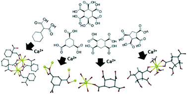 Graphical abstract: Calcium cyclic carboxylates as structural models for calcium carbonate scale inhibitors