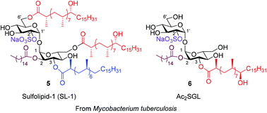 Graphical abstract: Synthesis of trehalose glycolipids