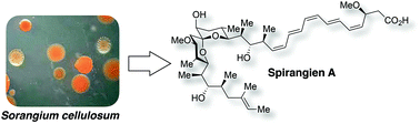 Graphical abstract: Chemistry and biology of spiroacetals from myxobacteria