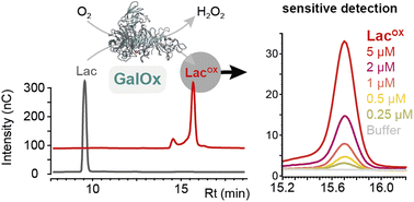 Graphical abstract: A simple and direct ionic chromatography method to monitor galactose oxidase activity