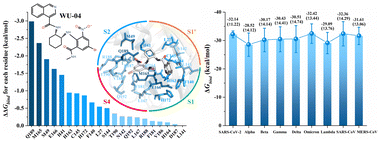 Graphical abstract: The molecular mechanism of non-covalent inhibitor WU-04 targeting SARS-CoV-2 3CLpro and computational evaluation of its effectiveness against mainstream coronaviruses