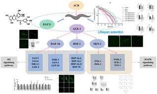 Graphical abstract: Protective effects of EGCG on acrolein-induced Caenorhabditis elegans and its mechanism of life extension