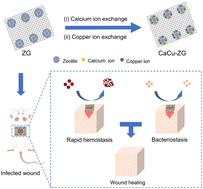 Graphical abstract: Hemostatic and antibacterial calcium–copper zeolite gauze for infected wound healing