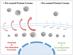 Graphical abstract: Plasma protein corona on silica nanoparticles enhances exocytosis