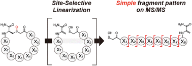 Graphical abstract: Oxidation-guided and collision-induced linearization assists de novo sequencing of thioether macrocyclic peptides