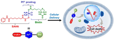 Graphical abstract: Multi-functional biotinylated platinum(iv)–SAHA conjugate for tumor-targeted chemotherapy