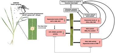 Graphical abstract: Silica nanoparticles enhance wheat resistance to fusarium head blight through modulating antioxidant enzyme activities and salicylic acid accumulation
