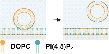Graphical abstract: Fabrication and characterization of phosphoinositide containing asymmetric vesicles in physiological salt