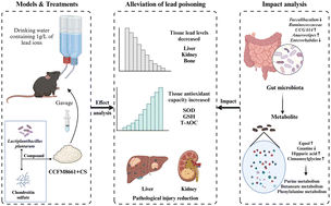 Graphical abstract: Lead toxicity mitigation effect of a Lactiplantibacillus plantarum–chondroitin sulfate complex revealed by microbiome and metabolomic analyses