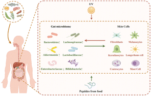 Graphical abstract: Targeting the gut–skin axis by food-derived active peptides ameliorates skin photoaging: a comprehensive review