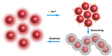Graphical abstract: Carbon dot based fluorescent “on–off–on” assays for the determination of Au(iii) ions and biothiols