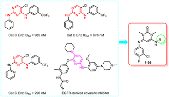 Graphical abstract: Design and synthesis of novel cathepsin C inhibitors with anti-inflammatory activity