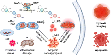 Graphical abstract: Enzyme-induced liquid-to-solid phase transition of a mitochondria-targeted AIEgen in cancer theranostics