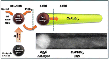 Graphical abstract: Catalyst-assisted growth of CsPbBr3 perovskite nanowires