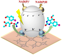 Graphical abstract: Using a newly designed porphyrin photocatalyst based on triptycene to emulate natural photosynthesis for regioselective fixation of NAD(P)+ to NAD(P)H and synthesis of value-added chemicals
