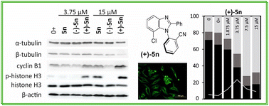 Graphical abstract: Atropisomeric 1-phenylbenzimidazoles affecting microtubule organization: influence of axial chirality