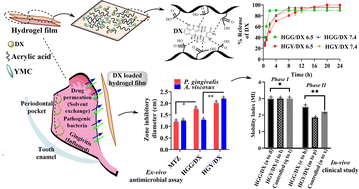 Graphical abstract: A yeast–malic acid crosslinker/polyacrylic acid hydrogel containing doxycycline for the treatment of periodontitis