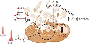 Graphical abstract: Analyses of mitochondrial metabolism in diseases: a review on 13C magnetic resonance tracers