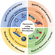 Graphical abstract: Fluorescence coding techniques for RNA detection